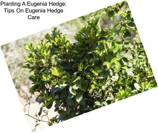 Planting A Eugenia Hedge: Tips On Eugenia Hedge Care