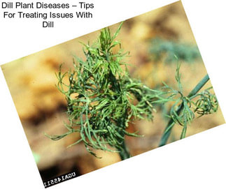 Dill Plant Diseases – Tips For Treating Issues With Dill