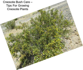 Creosote Bush Care – Tips For Growing Creosote Plants