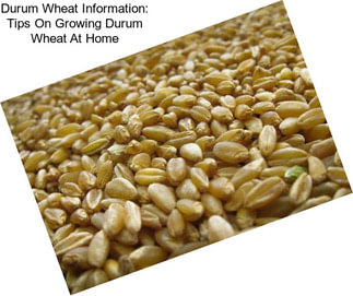 Durum Wheat Information: Tips On Growing Durum Wheat At Home