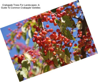 Crabapple Trees For Landscapes: A Guide To Common Crabapple Varieties