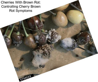 Cherries With Brown Rot: Controlling Cherry Brown Rot Symptoms