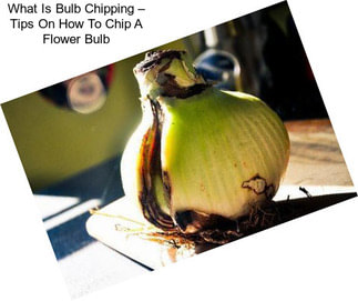 What Is Bulb Chipping – Tips On How To Chip A Flower Bulb