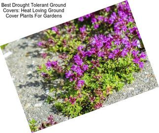 Best Drought Tolerant Ground Covers: Heat Loving Ground Cover Plants For Gardens
