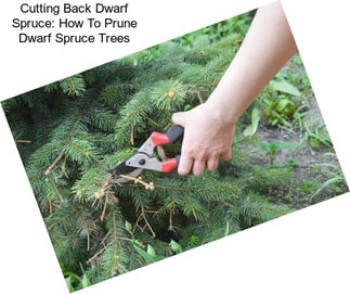 Cutting Back Dwarf Spruce: How To Prune Dwarf Spruce Trees