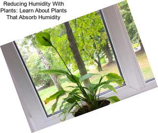 Reducing Humidity With Plants: Learn About Plants That Absorb Humidity