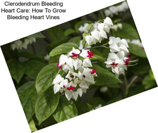 Clerodendrum Bleeding Heart Care: How To Grow Bleeding Heart Vines