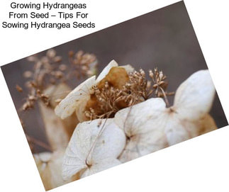 Growing Hydrangeas From Seed – Tips For Sowing Hydrangea Seeds