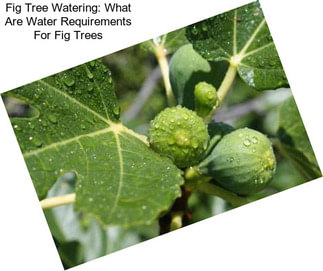 Fig Tree Watering: What Are Water Requirements For Fig Trees