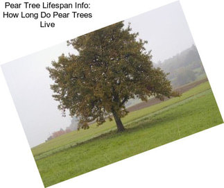 Pear Tree Lifespan Info: How Long Do Pear Trees Live