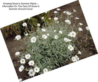 Growing Snow In Summer Plants – Information On The Care Of Snow In Summer Ground Cover