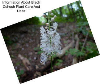 Information About Black Cohosh Plant Care And Uses