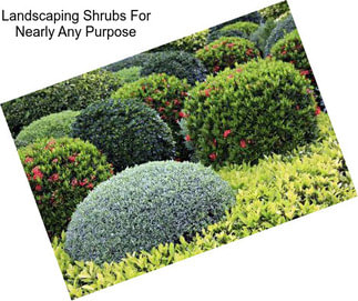 Landscaping Shrubs For Nearly Any Purpose