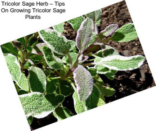 Tricolor Sage Herb – Tips On Growing Tricolor Sage Plants