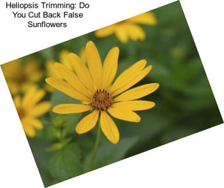 Heliopsis Trimming: Do You Cut Back False Sunflowers