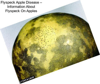 Flyspeck Apple Disease – Information About Flyspeck On Apples