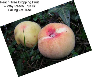 Peach Tree Dropping Fruit – Why Peach Fruit Is Falling Off Tree