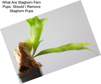 What Are Staghorn Fern Pups: Should I Remove Staghorn Pups