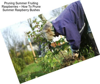 Pruning Summer Fruiting Raspberries – How To Prune Summer Raspberry Bushes