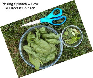 Picking Spinach – How To Harvest Spinach