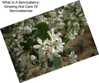 What Is A Serviceberry: Growing And Care Of Serviceberries