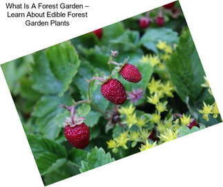 What Is A Forest Garden – Learn About Edible Forest Garden Plants