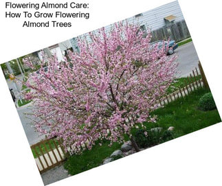 Flowering Almond Care: How To Grow Flowering Almond Trees