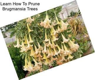 Learn How To Prune Brugmansia Trees