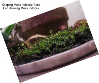 Keeping Moss Indoors: Care For Growing Moss Indoors