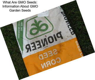 What Are GMO Seeds: Information About GMO Garden Seeds