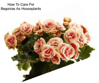 How To Care For Begonias As Houseplants