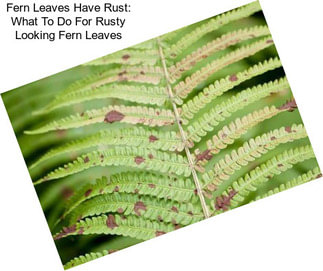 Fern Leaves Have Rust: What To Do For Rusty Looking Fern Leaves