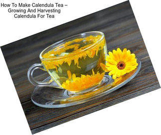 How To Make Calendula Tea – Growing And Harvesting Calendula For Tea