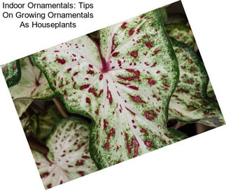 Indoor Ornamentals: Tips On Growing Ornamentals As Houseplants