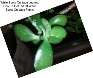 White Spots On Jade Leaves: How To Get Rid Of White Spots On Jade Plants