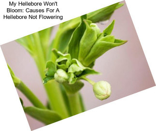 My Hellebore Won\'t Bloom: Causes For A Hellebore Not Flowering