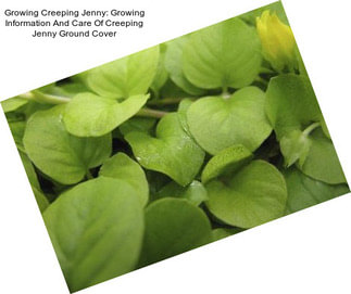 Growing Creeping Jenny: Growing Information And Care Of Creeping Jenny Ground Cover