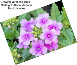 Growing Verbena Plants – Getting To Know Verbena Plant Varieties