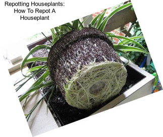Repotting Houseplants: How To Repot A Houseplant