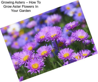 Growing Asters – How To Grow Aster Flowers In Your Garden