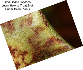 Lima Bean Diseases: Learn How to Treat Sick Butter Bean Plants