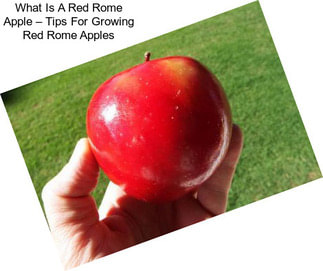 What Is A Red Rome Apple – Tips For Growing Red Rome Apples