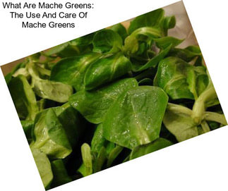 What Are Mache Greens: The Use And Care Of Mache Greens