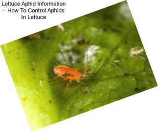 Lettuce Aphid Information – How To Control Aphids In Lettuce