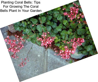 Planting Coral Bells: Tips For Growing The Coral Bells Plant In Your Garden