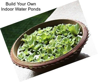 Build Your Own Indoor Water Ponds