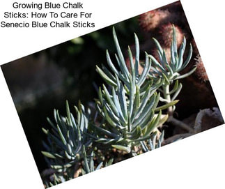 Growing Blue Chalk Sticks: How To Care For Senecio Blue Chalk Sticks