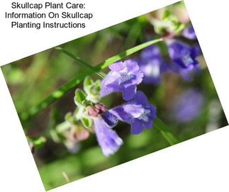 Skullcap Plant Care: Information On Skullcap Planting Instructions