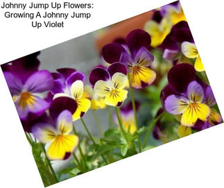 Johnny Jump Up Flowers: Growing A Johnny Jump Up Violet