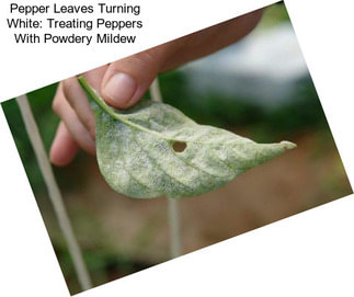 Pepper Leaves Turning White: Treating Peppers With Powdery Mildew